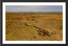 Load image into Gallery viewer, Spinifex Angus