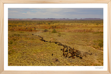 Load image into Gallery viewer, Spinifex Angus