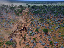 Load image into Gallery viewer, Blue Bush