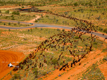 Load image into Gallery viewer, Johnny Rowe