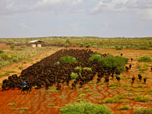 Load image into Gallery viewer, Mob of Wagyu