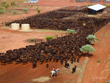 Load image into Gallery viewer, Wagyu