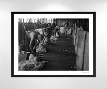 Load image into Gallery viewer, Shearing