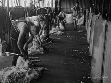 Load image into Gallery viewer, Shearing