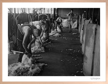 Load image into Gallery viewer, Shearing