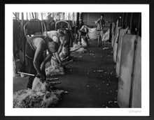 Load image into Gallery viewer, Shearing