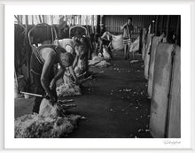 Load image into Gallery viewer, Shearing