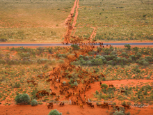 Load image into Gallery viewer, Crossing the Great Northern highway