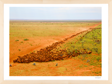 Load image into Gallery viewer, Block the lead of 2500 heifers