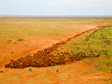 Load image into Gallery viewer, Block the lead of 2500 heifers