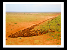 Load image into Gallery viewer, Block the lead of 2500 heifers