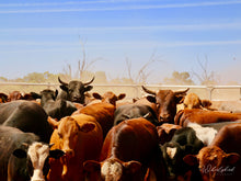 Load image into Gallery viewer, Cleanskins