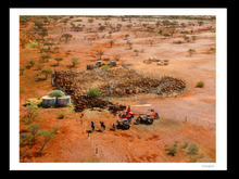 Load image into Gallery viewer, Yarding breeders in the high country of Tom Price