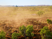 Load image into Gallery viewer, The Dust Rising