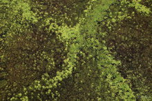 Load image into Gallery viewer, Lillypads
