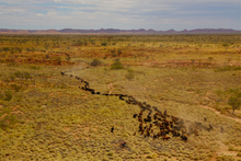 Load image into Gallery viewer, Spinifex Angus
