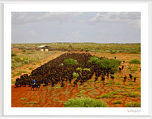 Load image into Gallery viewer, Mob of Wagyu

